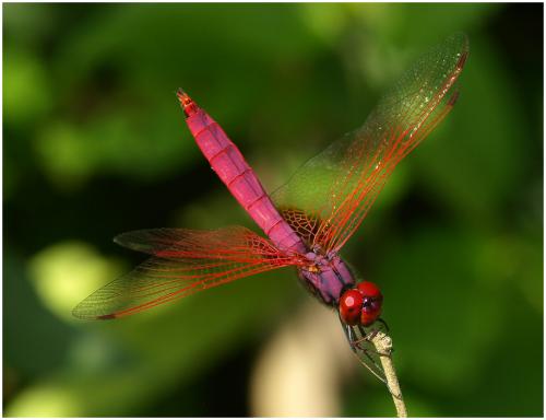 Trithemis aurora