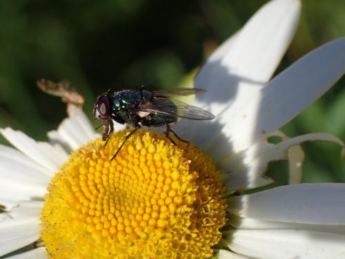 Réf. 196 858 : Neomyia cornicina