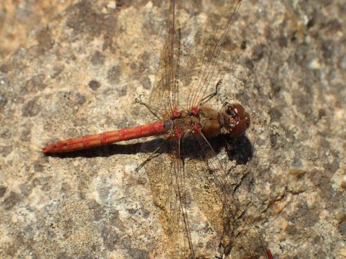 Sympetrum striolatum