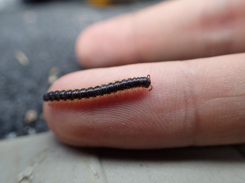 Oxidus sp.
