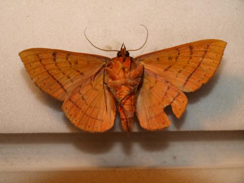 Hypopyra capensis