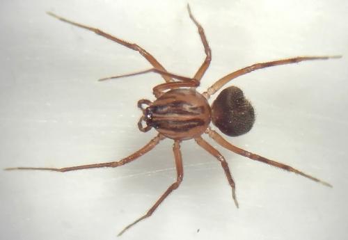 Scytodes velutina