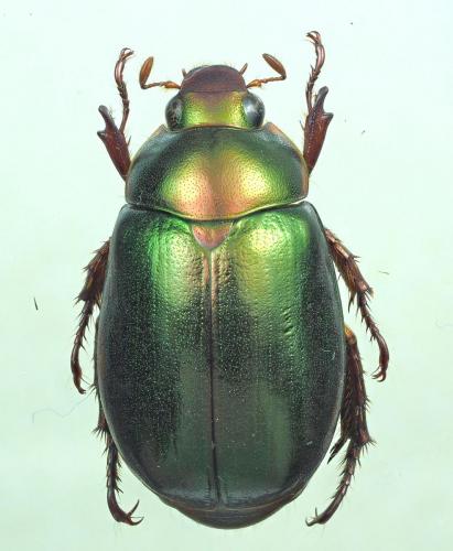 Mimela sp.