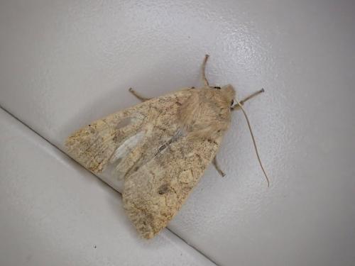 Réf. 196 078 : Agrochola circellaris