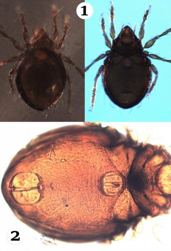 Réf. 196 377 : Phauloppia lucorum