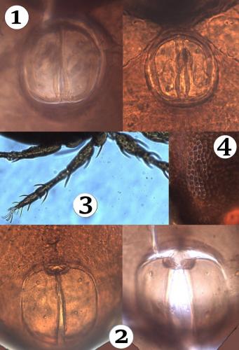 Réf. 196 379 : Phauloppia lucorum