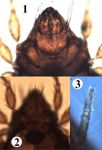 Réf. 196 380 : Phauloppia lucorum