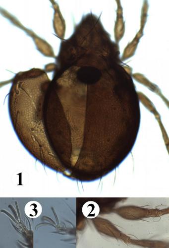 Réf. 196 381 : Phauloppia lucorum