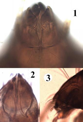 Réf. 196 511 : Phauloppia lucorum