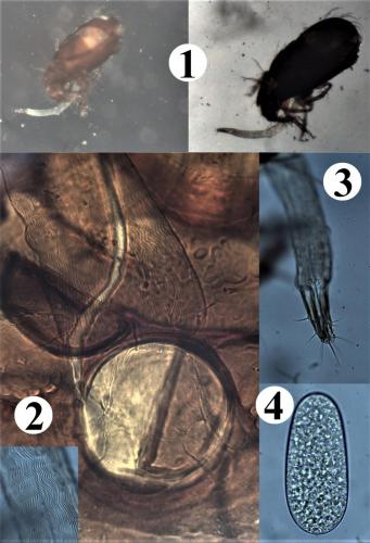 Réf. 196 523 : Phauloppia lucorum