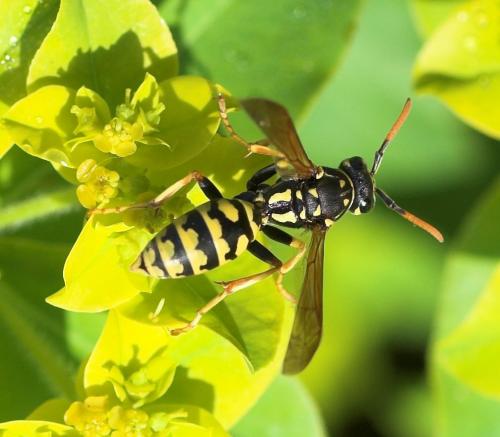 Polistes sp.