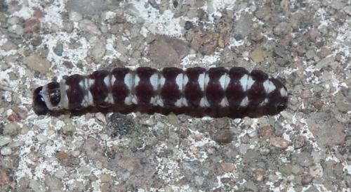 Ethmia terminella