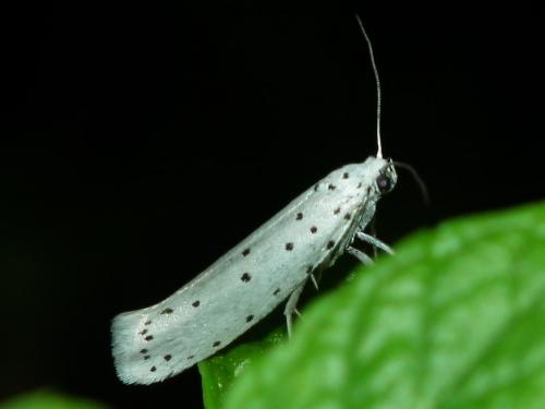 Yponomeuta sp.