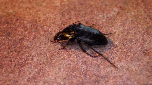 Abax parallelepipedus
