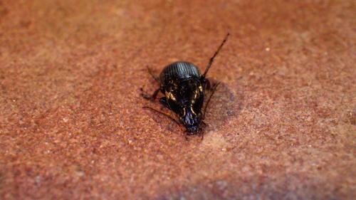 Abax parallelepipedus