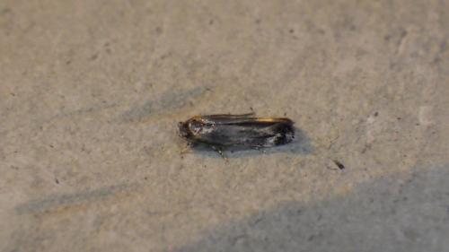 Elachista sp.