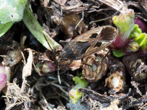 Rhyparochromus pini