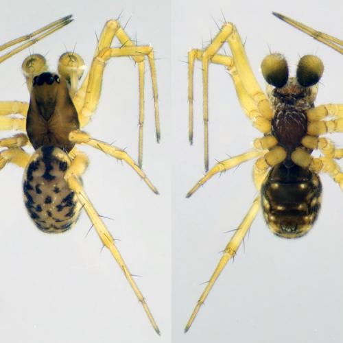 Neriene clathrata