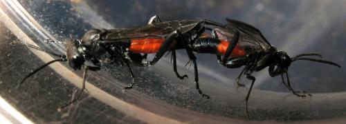 Macrophya annulata