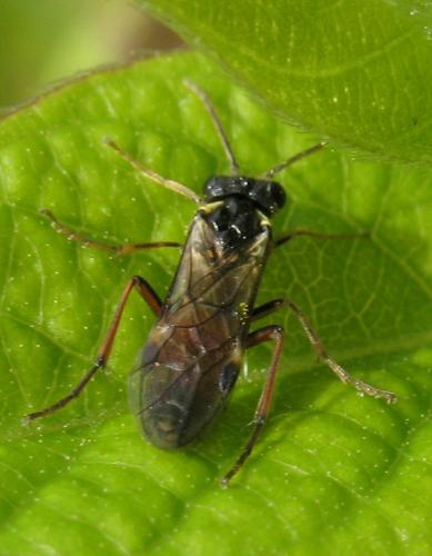 Aglaostigma sp.