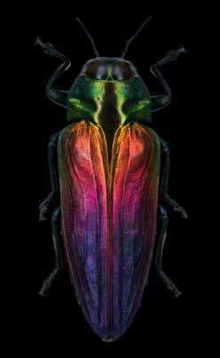 Belionota sumptuosa