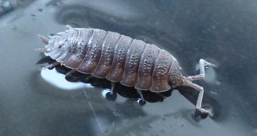 Porcellio scaber