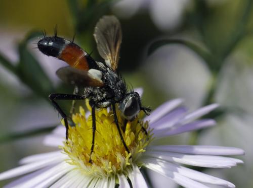 Réf. 196 516 : Cylindromyia sp.