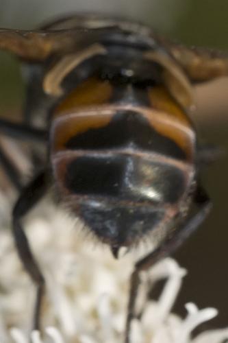 Réf. 196 043 : Ectophasia sp.