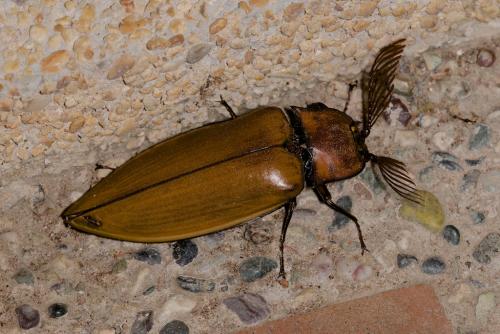 Réf. 196 317 : Oxynopterus audoini