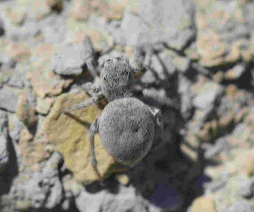 Réf. 196 185 : Attulus distinguendus