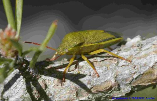 Piezodorus lituratus