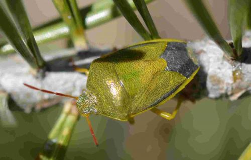 Piezodorus lituratus