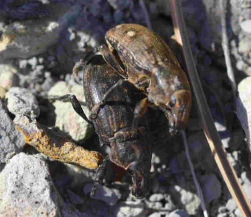 Leucophyes sp.