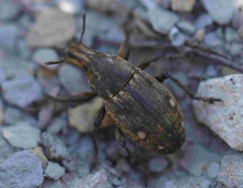 Leucophyes sp.