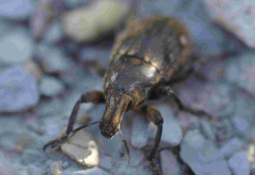 Leucophyes sp.
