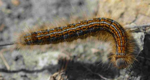 Malacosoma castrensis