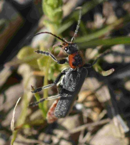 Réf. 196 097 : Cantharis sp.