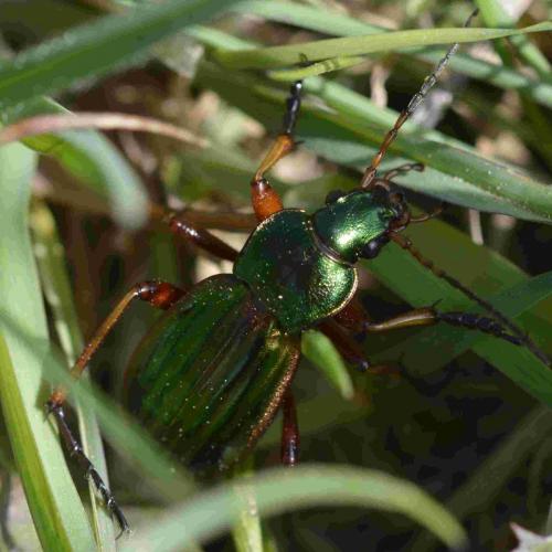 Carabus auratus