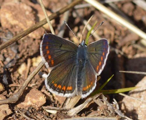 Réf. 196 972 : Aricia agestis