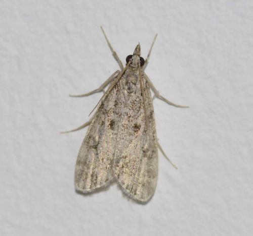 Réf. 196 973 : Scopariinae inconnu