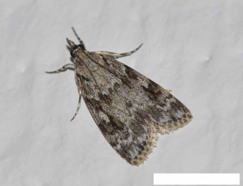 Réf. 196 955 : Scoparia sp.