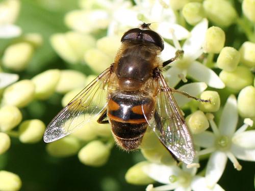 Eristalis sp.