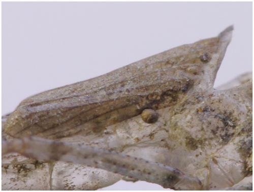 Erythromma najas