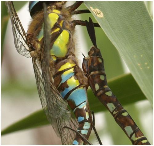 Aeshna mixta