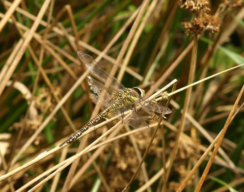 Aeshna mixta