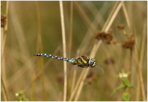Aeshna mixta
