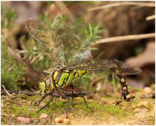 Aeshna cyanea