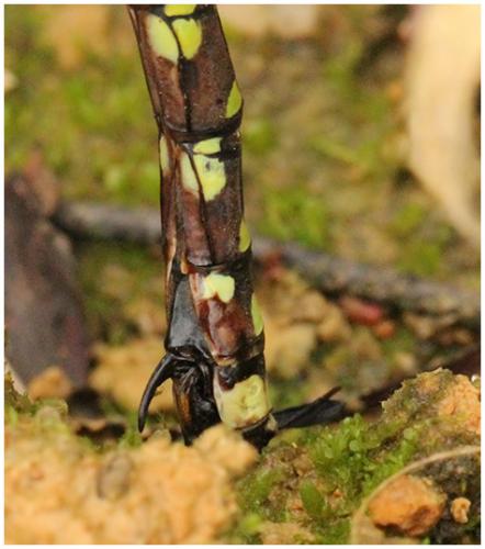 Aeshna cyanea