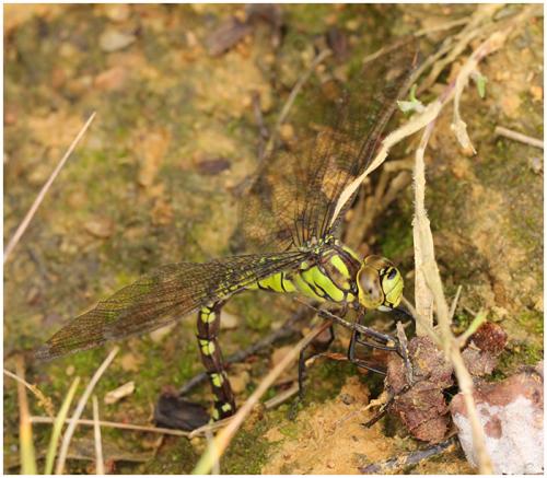 Aeshna cyanea