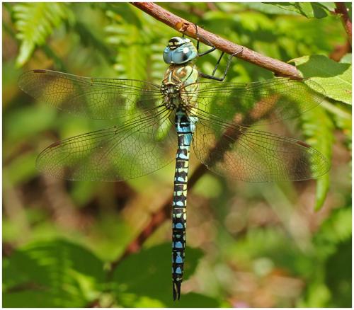 Aeshna affinis
